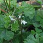 Pelargonium Mollicomum Garden Potted Plants 5 PCS Seeds