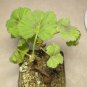 Pelargonium Mollicomum Garden Potted Plants 5 PCS Seeds