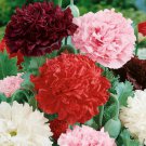 Peony Double Flowers 20 PCS Seeds