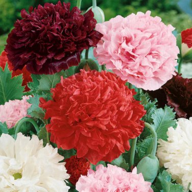 Peony Double Flowers 20 PCS Seeds