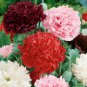 Peony Double Flowers 20 PCS Seeds