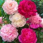 Peony Double Flowers 20 PCS Seeds