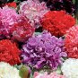 Peony Double Flowers 20 PCS Seeds
