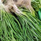 Seasonal Scallion 5 PCS Seeds