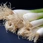 Seasonal Scallion 5 PCS Seeds