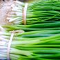 Seasonal Scallion 5 PCS Seeds