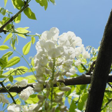 Purely White Chinese Wisteria 10 PCS Seeds