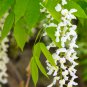 Purely White Chinese Wisteria 10 PCS Seeds
