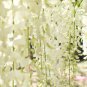 Purely White Chinese Wisteria 10 PCS Seeds