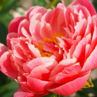 Peony 'Coral Sunset' Paeonia lactiflora Bonsai 10 PCS Seeds