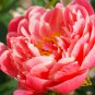 Peony 'Coral Sunset' Paeonia lactiflora Bonsai 10 PCS Seeds