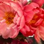 Peony 'Coral Sunset' Paeonia lactiflora Bonsai 10 PCS Seeds