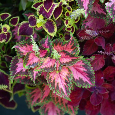 Penghuo Series Coleus 100 PCS Seeds