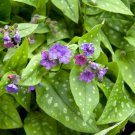 Pulmonaria (Lungwort) officinalis 50 PCS Seeds