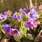 Pulmonaria (Lungwort) officinalis 50 PCS Seeds