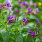 Pulmonaria (Lungwort) officinalis 50 PCS Seeds