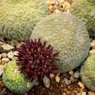 Pseudolithos sphaericus Fresh Good plants 2 PCS Seeds Pseudolithos sphaericus Fresh Good plants 2 PCS Seeds