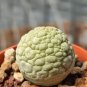 Pseudolithos sphaericus Fresh Good plants 2 PCS Seeds
