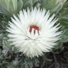 Protea syncarpha vestita 6 PCS Seeds