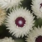 Protea syncarpha vestita 6 PCS Seeds