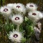 Protea syncarpha vestita 6 PCS Seeds