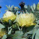 Protea Nitida (wagon tree) Flower 6 PCS Seeds Protea Nitida (wagon tree) Flower 6 PCS Seeds