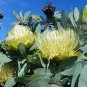 Protea Nitida (wagon tree) Flower 6 PCS Seeds