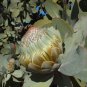 Protea Nitida (wagon tree) Flower 6 PCS Seeds