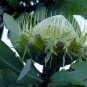 Protea Nitida (wagon tree) Flower 6 PCS Seeds