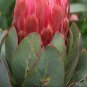 Protea Neriifolia Oleanderleaf Protea Amazing Flowering Plant  6 PCS Seeds