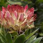 Protea Neriifolia Oleanderleaf Protea Amazing Flowering Plant  6 PCS Seeds