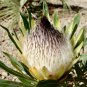 Protea Longifolia Stunning Long-leaf Black Sugarbush 6 PCS Seeds