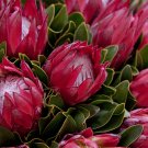 Protea susannae 6 PCS Seeds Protea susannae 6 PCS Seeds