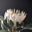 Protea repens (white) 6 PCS Seeds