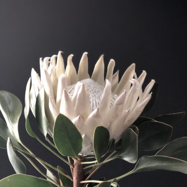 Protea repens (white) 6 PCS Seeds