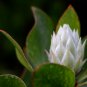 Protea repens (white) 6 PCS Seeds