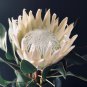 Protea repens (white) 6 PCS Seeds