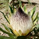 Protea lepidocarpodendron 6 PCS Seeds