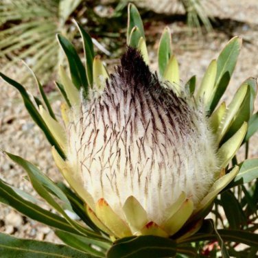 Protea lepidocarpodendron 6 PCS Seeds