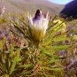 Protea lepidocarpodendron 6 PCS Seeds