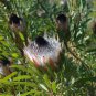 Protea lepidocarpodendron 6 PCS Seeds