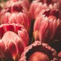 Protea laurifolia Pink South Africa's national flower 6 PCS Seeds