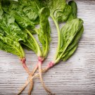 Prostrate Red Rooted Spinach 5 PCS Seeds