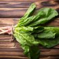 Prostrate Red Rooted Spinach 5 PCS Seeds