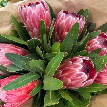 Protea Eximia South Africa's national flower Fairy Flower 6 PCS Seeds