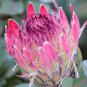 Protea Eximia South Africa's national flower Fairy Flower 6 PCS Seeds