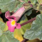 Proboscidea Louisianica 3 PCS Seeds