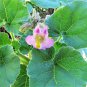 Proboscidea Louisianica 3 PCS Seeds