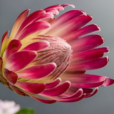 Protea cynaroides (Autumn) 6 PCS Seeds