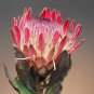Protea cynaroides (Autumn) 6 PCS Seeds